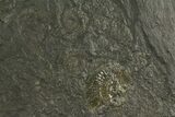Dactylioceras Ammonite Cluster - Posidonia Shale, Germany #180328-2